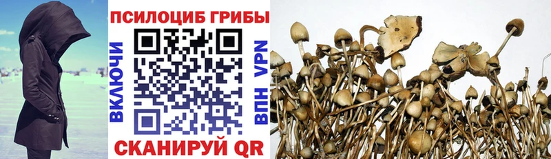 kraken вход  Борисоглебск  Псилоцибиновые грибы мухоморы 